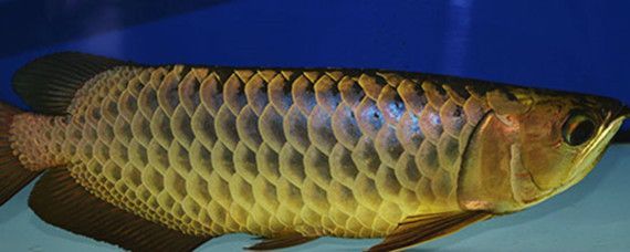 亞成紅龍魚趴缸（亞成紅龍魚趴缸可能由多種原因造成）