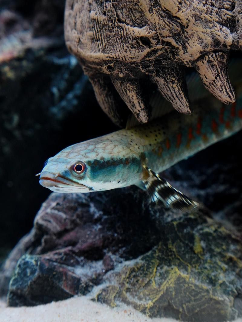 彩虹雷龍魚發色不均勻