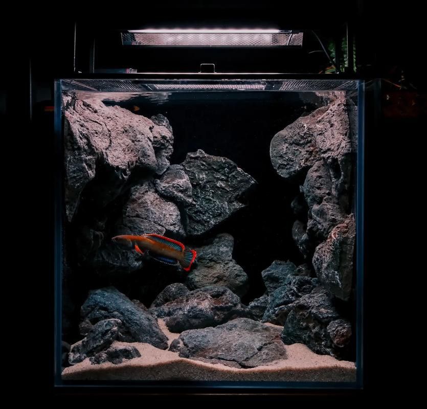彩虹雷龍魚發(fā)色不均勻