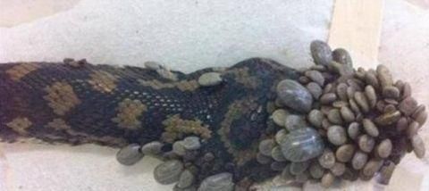 龍魚身上長白疙瘩怎么辦：龍魚身上出現白疙瘩可能是由多種原因引起的，如何預防