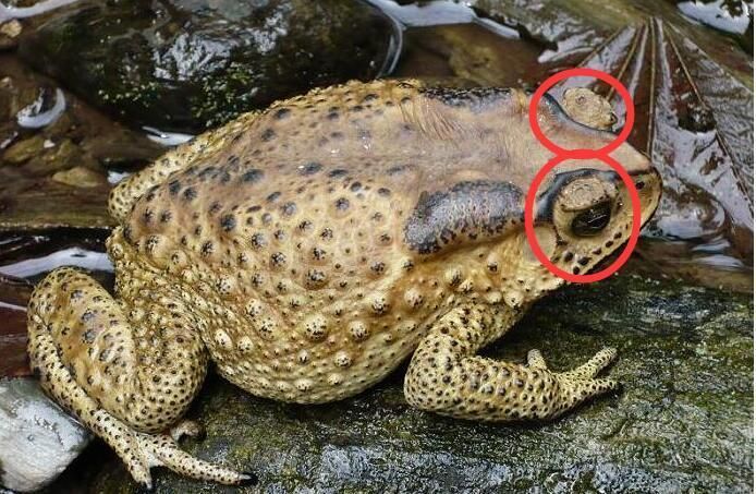 龍魚身上長白疙瘩怎么辦：龍魚身上出現白疙瘩可能是由多種原因引起的，如何預防