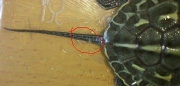龍魚身上長白疙瘩怎么辦：龍魚身上出現白疙瘩可能是由多種原因引起的，如何預防