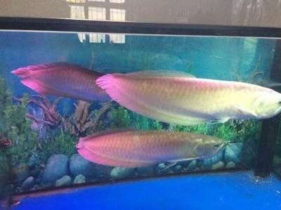 70公分龍魚什么價格能養（70公分的龍魚價格因其品種、體色、完整度、級別以及市場需求而異）