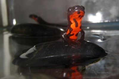 黑色火龍魚：黑色火龍魚是什么？