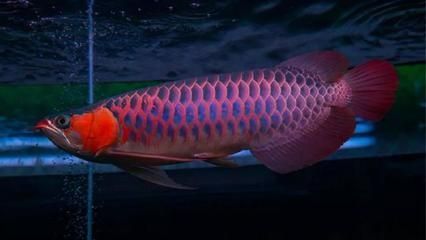 龍魚年齡和體長的關系圖