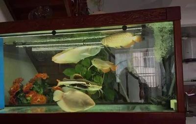 龍魚變色還回長大嗎？：龍魚變色還能長嗎