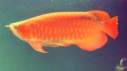 金龍魚單養還是和其他魚混養：單養更適合金龍魚,混養需要謹慎考慮,綜上所述