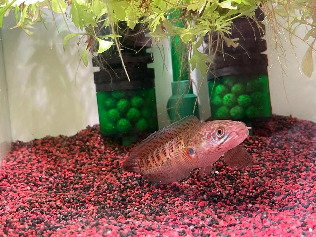 雷龍魚苗分公母圖片