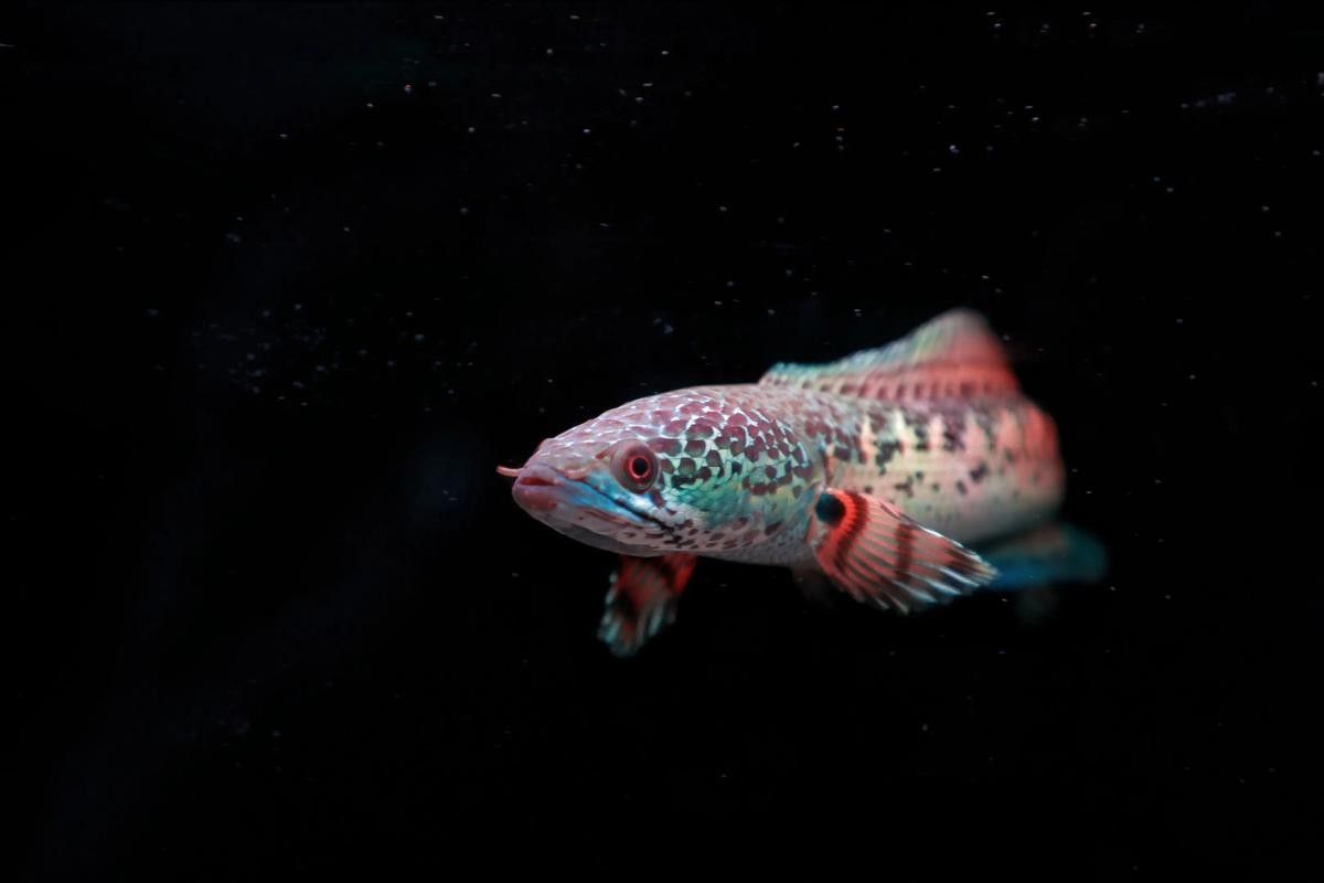 雷龍魚苗分公母圖片