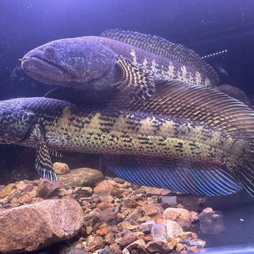 雷龍魚苗分公母圖片