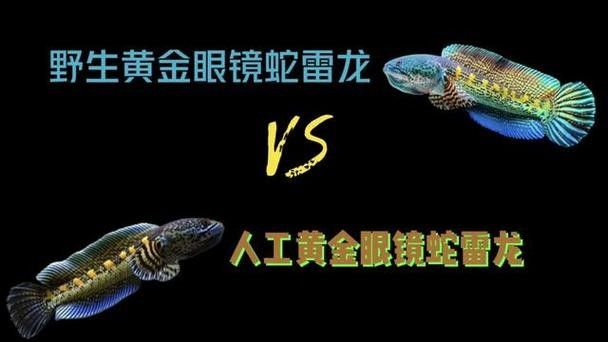 雷龍魚苗分公母圖片