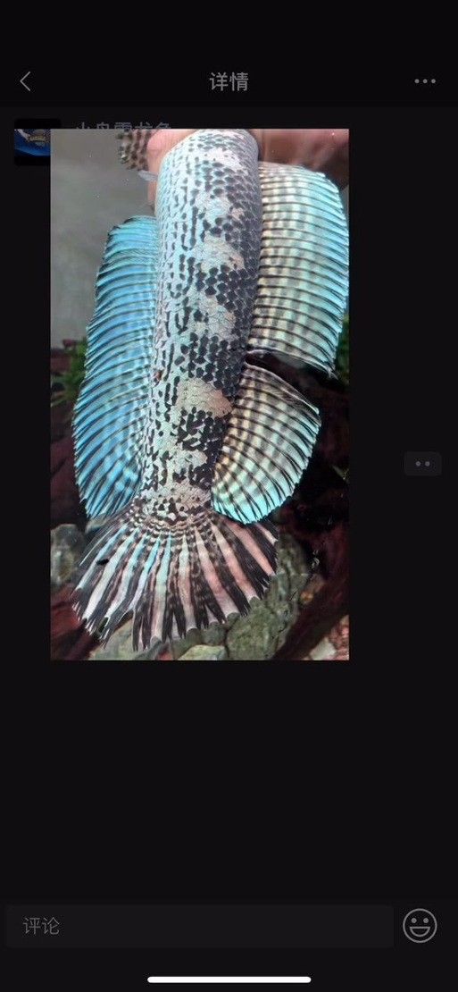 雷龍魚苗分公母圖片