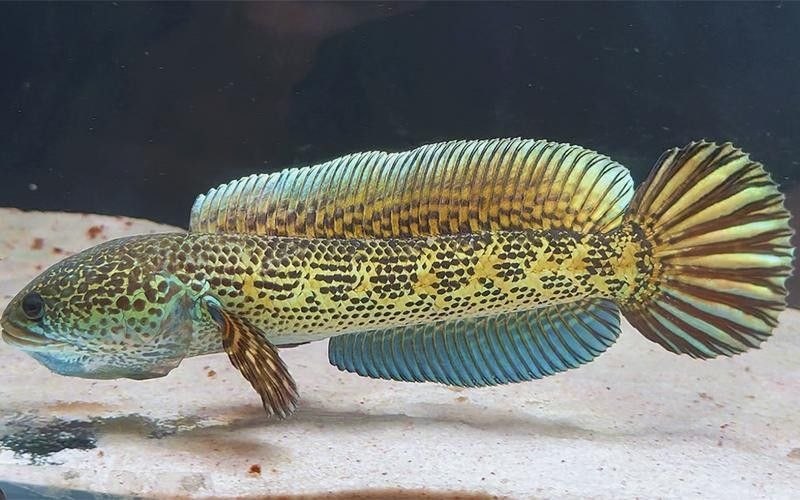 雷龍魚苗分公母圖片