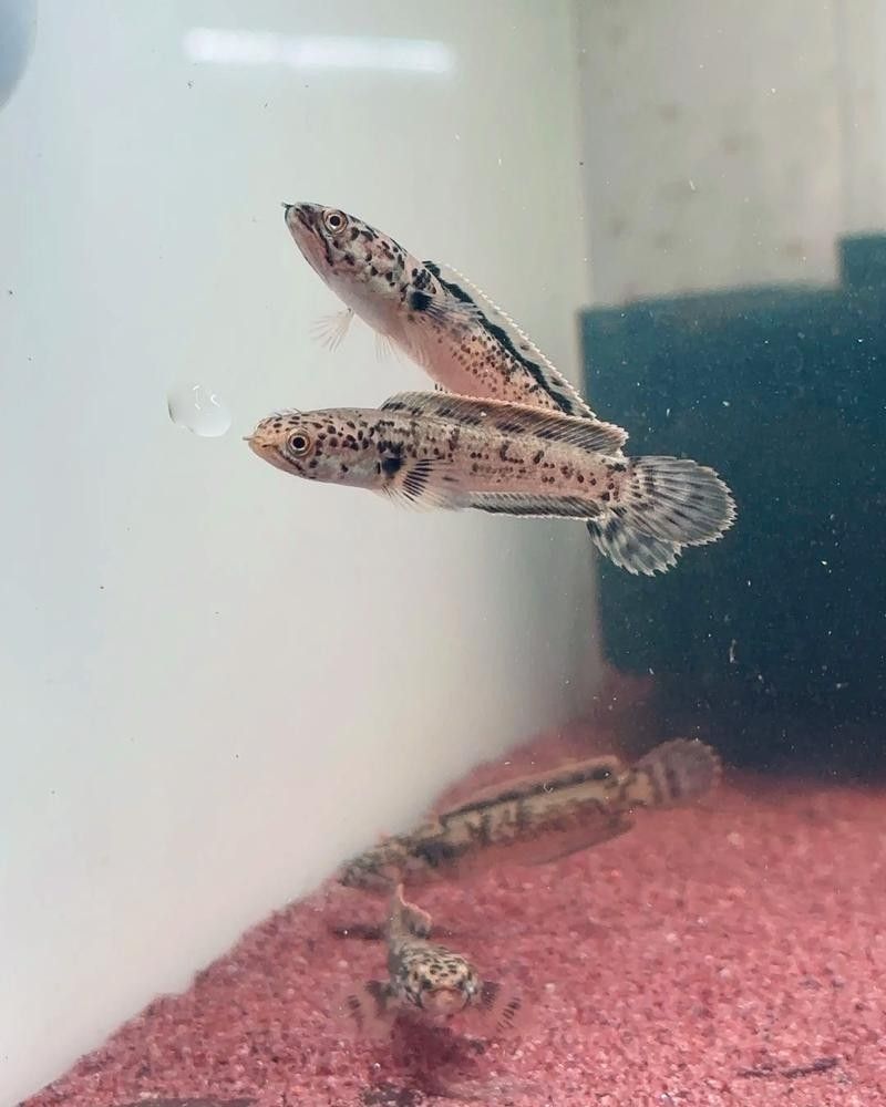 雷龍魚苗分公母圖片