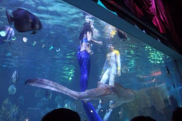 祥龍水族館人魚表演時間表：祥龍水族館人魚表演