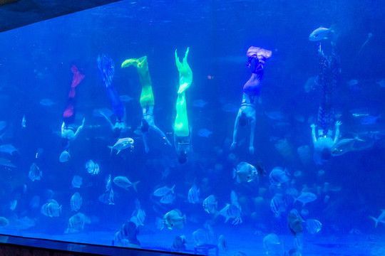 祥龍水族館人魚表演時間表：祥龍水族館人魚表演