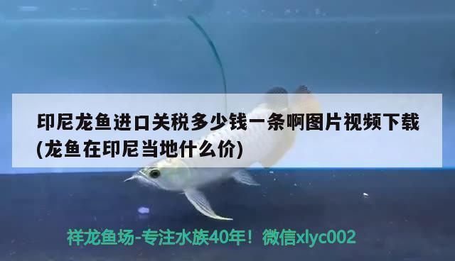 龍魚進口多少錢一條啊視頻教程：印尼龍魚進口流程詳解龍魚進口流程詳解觀賞魚進口流程詳解