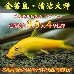 龍魚進口多少錢一條啊視頻教程：印尼龍魚進口流程詳解龍魚進口流程詳解觀賞魚進口流程詳解