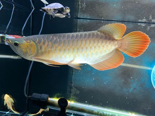 紅龍魚過背和高背區別圖（紅龍魚的過背和高背是兩種不同的品種紅龍魚過背與高背的區別）