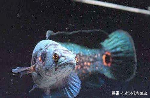 雷龍魚價格:1米裸缸養什么魚