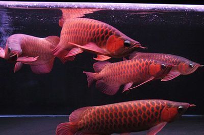 龍魚老撞缸蓋為什么：如何改善龍魚水質