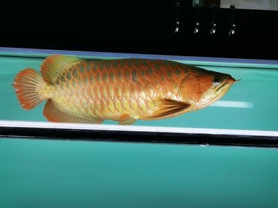 龍魚立鱗恢復后多久喂食一次：龍魚立鱗恢復后多久喂一次