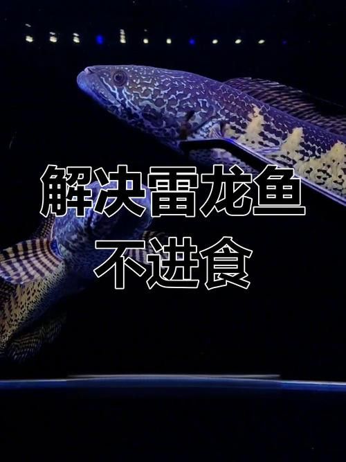 哪些因素會導致雷龍魚趴缸？