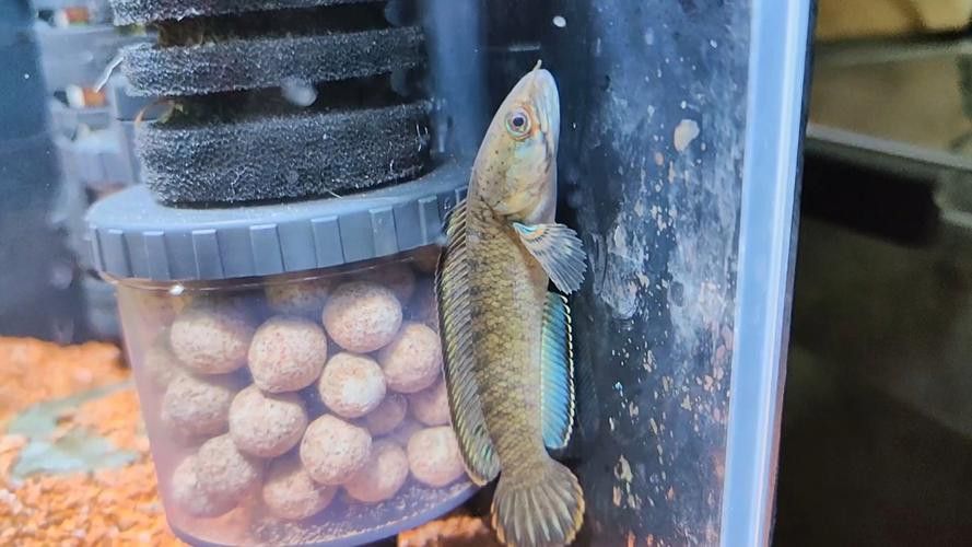 哪些因素會導致雷龍魚趴缸？