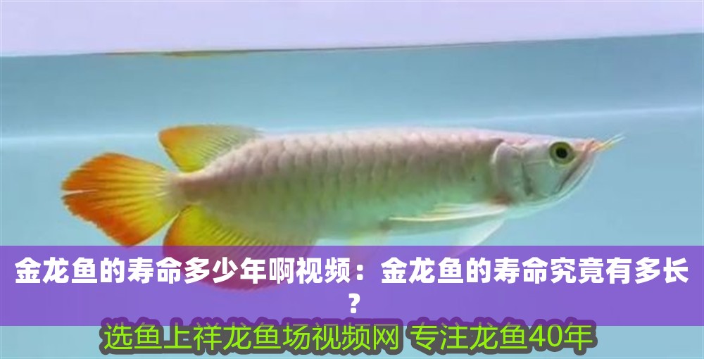 金龍魚的壽命多少年啊視頻：金龍魚的壽命究竟有多長(zhǎng)？