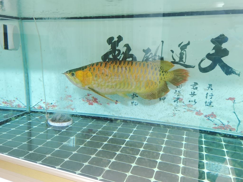 龍魚是不是風水魚類：龍魚的風水作用