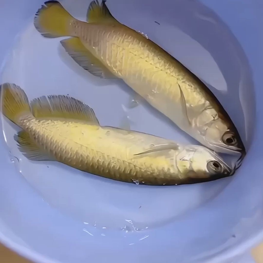 網上混發的龍魚苗是真的嗎（網上混發的龍魚苗是否真實，購買時需要注意避免陷阱）