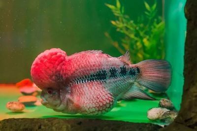 網上混發的龍魚苗是真的嗎（網上混發的龍魚苗是否真實，購買時需要注意避免陷阱）
