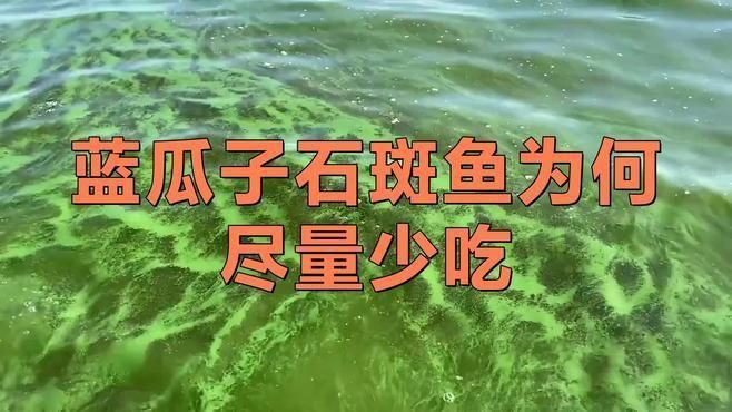 藍寶石魚為何要少吃