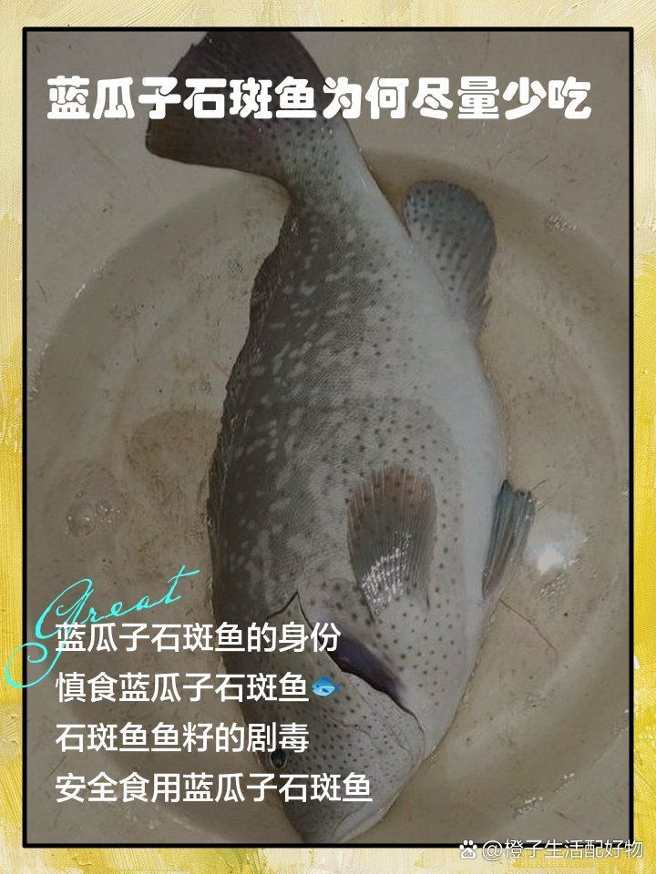 藍寶石魚為何要少吃