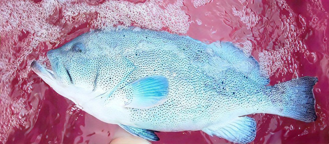 藍寶石魚為何要少吃
