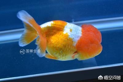 龍魚和金魚哪個好養(yǎng)（金魚適合新手養(yǎng)殖嗎，龍魚養(yǎng)殖需要注意哪些問題）