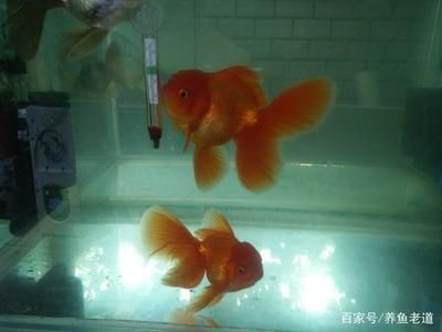 龍魚和金魚哪個好養(yǎng)（金魚適合新手養(yǎng)殖嗎，龍魚養(yǎng)殖需要注意哪些問題）