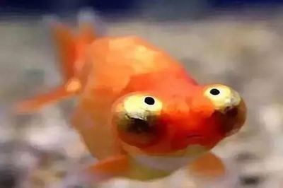 龍魚和金魚哪個好養(yǎng)（金魚適合新手養(yǎng)殖嗎，龍魚養(yǎng)殖需要注意哪些問題）