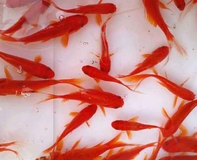 龍魚和金魚哪個好養(yǎng)（金魚適合新手養(yǎng)殖嗎，龍魚養(yǎng)殖需要注意哪些問題）