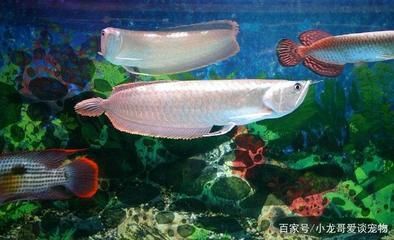 銀龍魚水質監測頻率指南：銀龍魚換水操作技巧，銀龍魚水質監測工具推薦