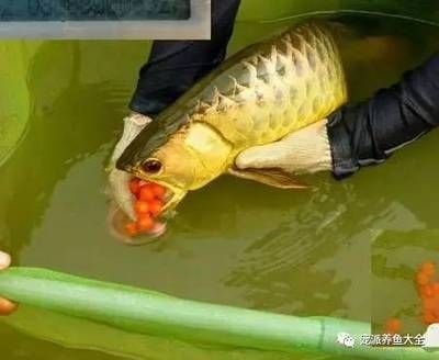 龍魚沉底不吃東西能活多久呀：龍魚沉底不吃東西的存活時間取決于多種因素