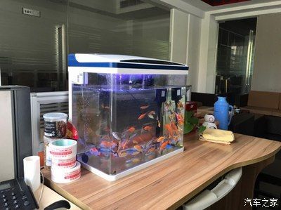 紅龍魚適合多大魚缸養(yǎng)（養(yǎng)紅龍魚需要多大尺寸的魚缸尺寸對(duì)于紅龍魚的健康生長至關(guān)重要）