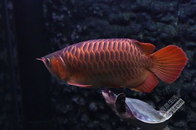 紅龍魚適合多大魚缸養（養紅龍魚需要多大尺寸的魚缸尺寸對于紅龍魚的健康生長至關重要）