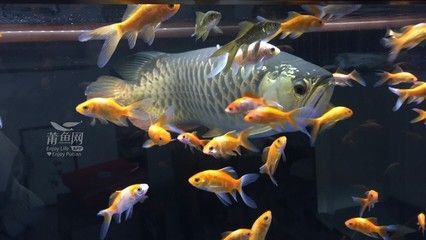怎樣養紅龍魚體型好看又好養：紅龍魚養護紅龍魚怎么養才好，紅龍魚怎么養才好