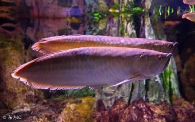 龍魚生活在什么地方好：龍魚養殖熱門地區