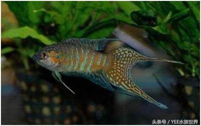 龍魚如何養(yǎng)好體型大小（養(yǎng)好龍魚體型大小是其中的關鍵，以下是關鍵，）