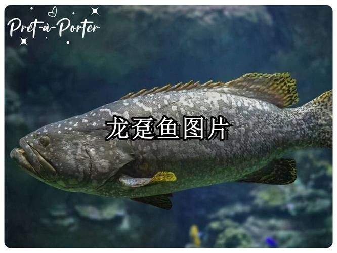 最大龍魚圖片高清