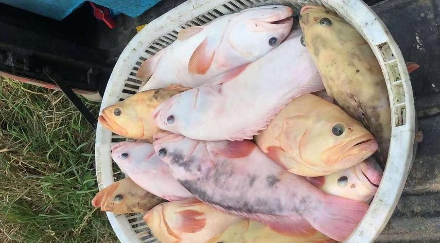 最大龍魚圖片高清