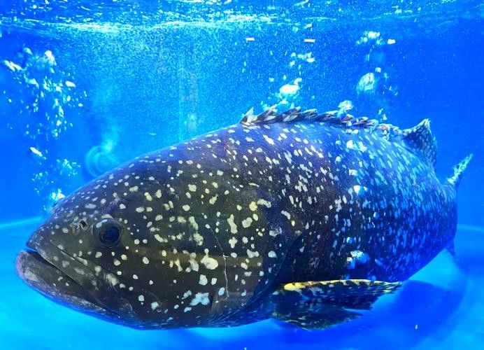 最大龍魚圖片高清