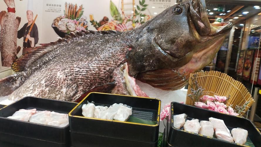 最大龍魚圖片高清